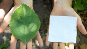 Planta de Boldo que se usa para reemplazar la pasta de papel