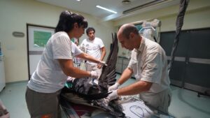 Cóndor rescatado es atendido en Fundación Temaiken