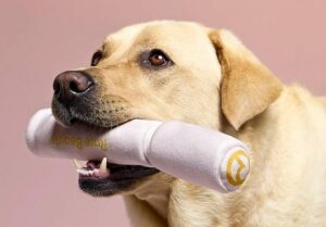 Línea de cosméticos para perros que lanzó Selena Gómez