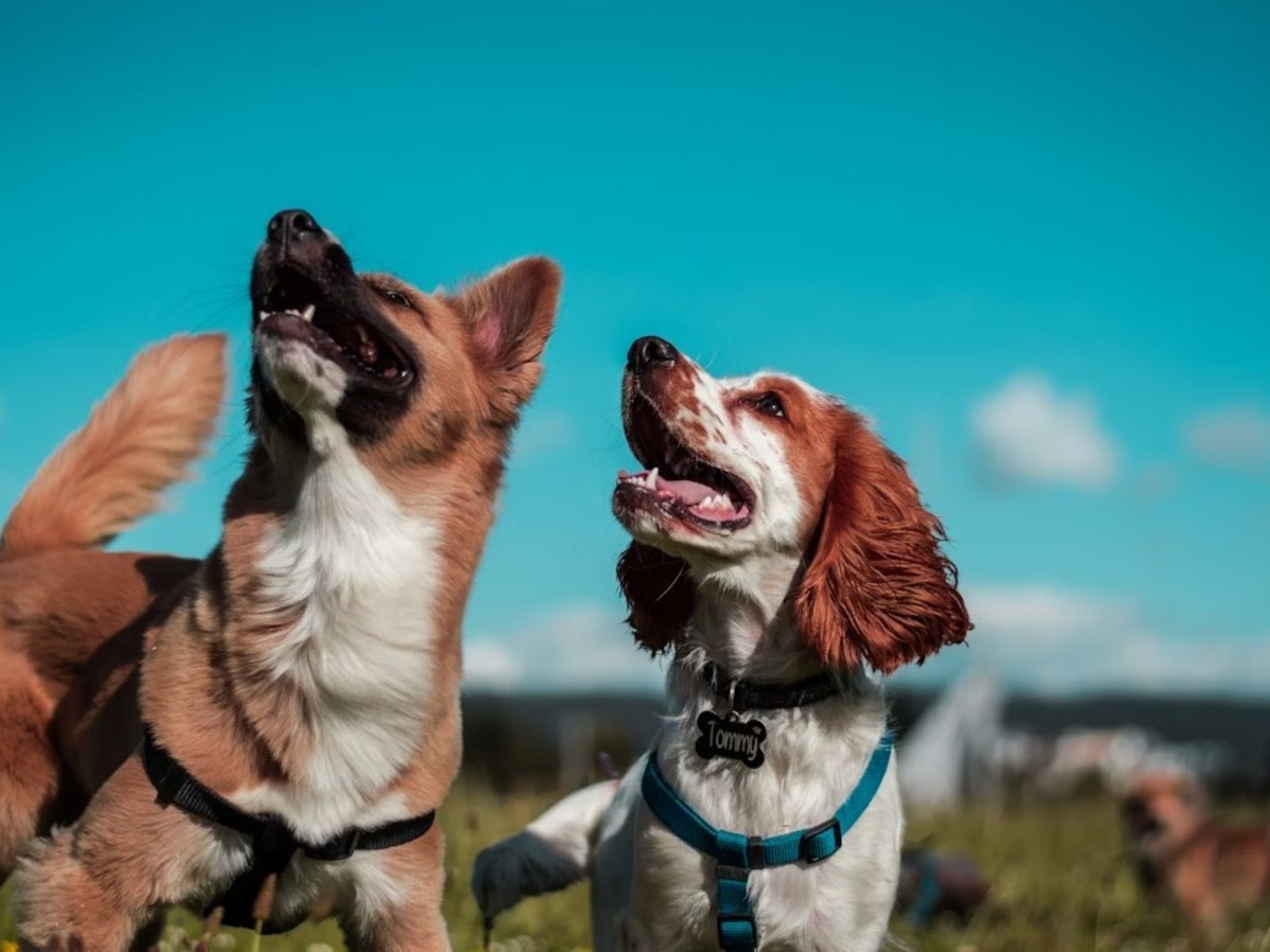 los perros