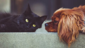 Perros y gatos en Nueva York