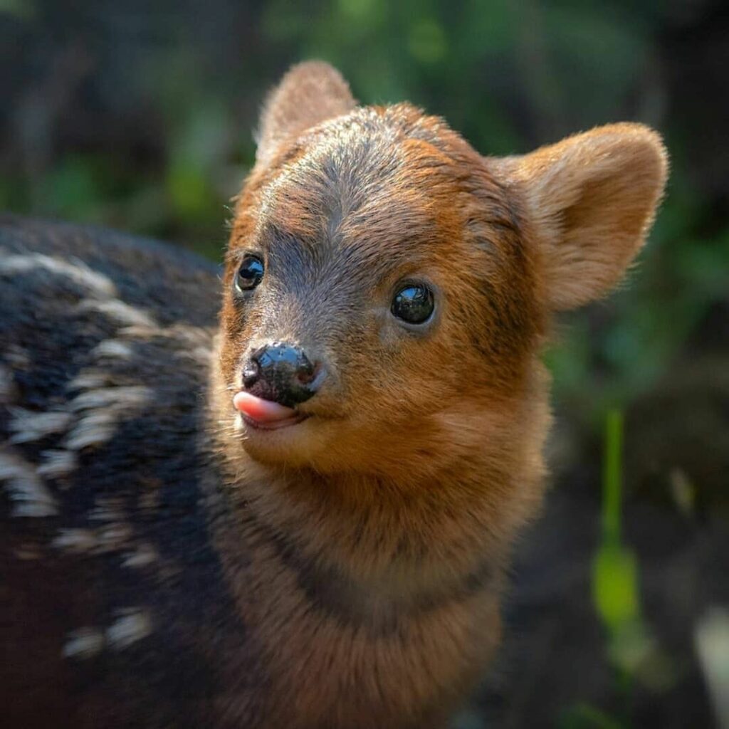 Pudú