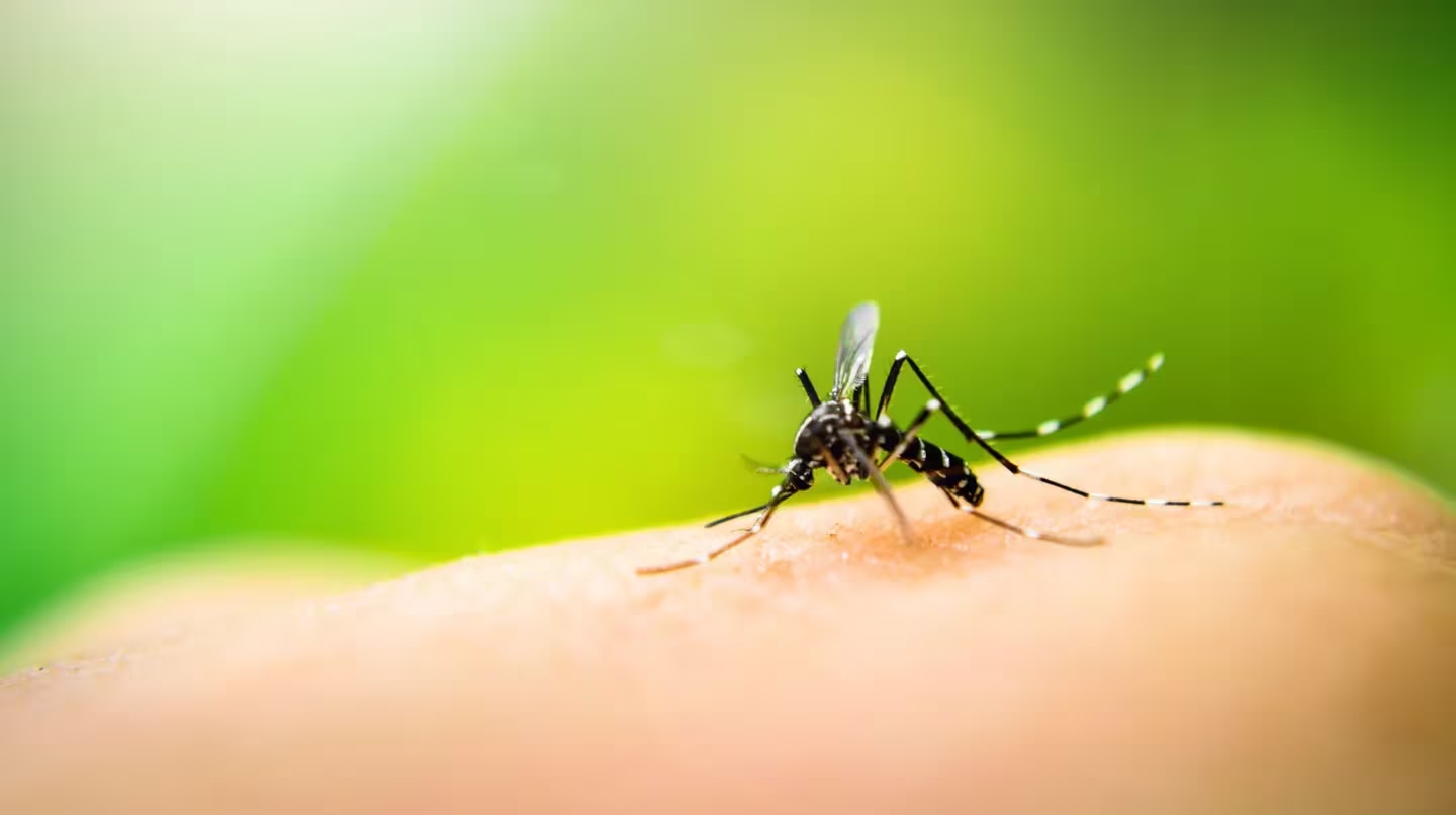 brotes de dengue