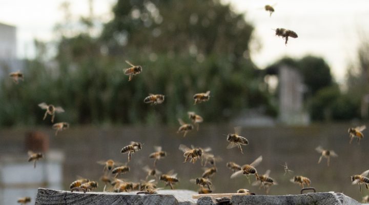 día mundial de las abejas