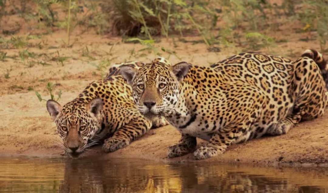 Two jaguars in the Gran Chaco. Photo: Eduardo Fragoso/Greenpeace