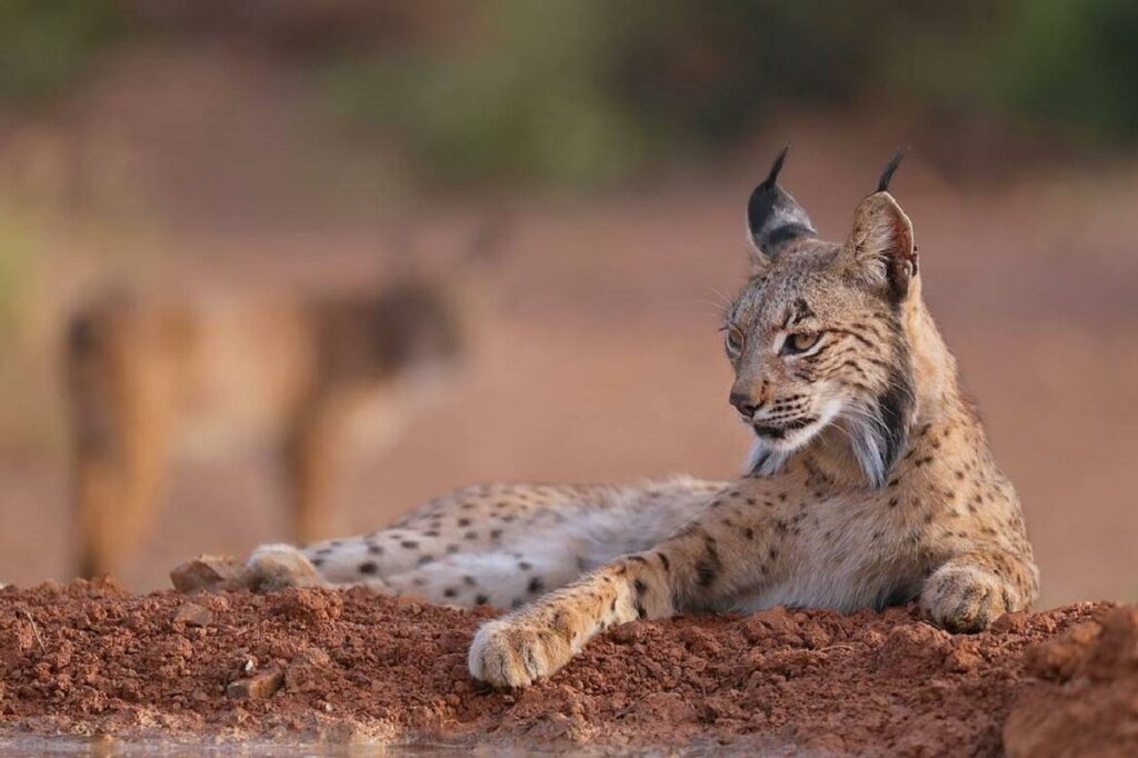 lince ibérico