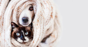 perros y gatos