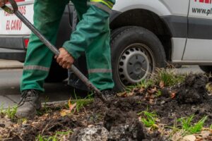 aumento de un 50% en la plantación anual de árboles en la ciudad