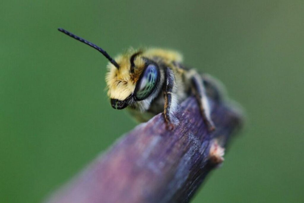 abejas hibernan bajo el agua