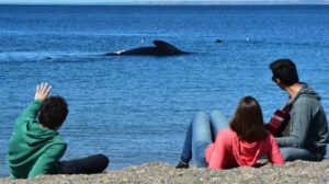 avistaje de ballenas