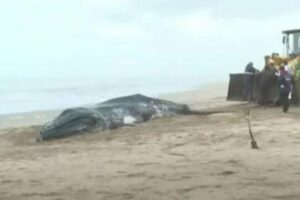 Aparecieron dos ballenas muertas en la Costa bonaerense. Imagen: NA.