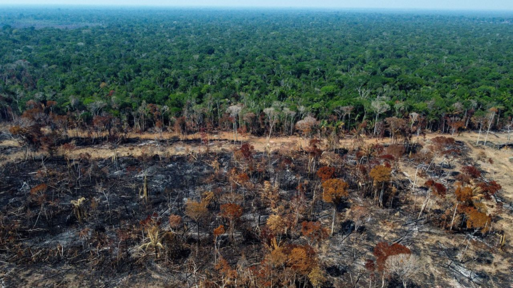 deforestación en Brasil