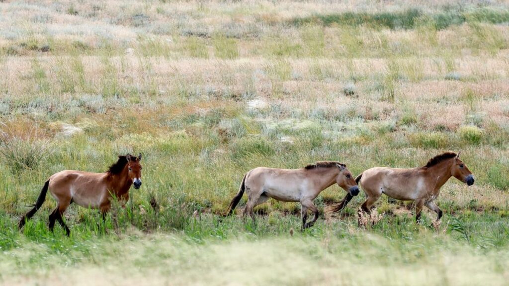 especie de caballo