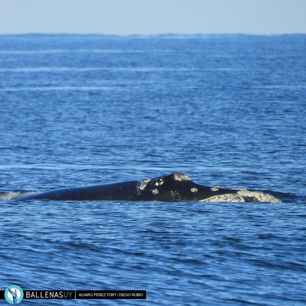 Espectáculo inusual en Punta del Este