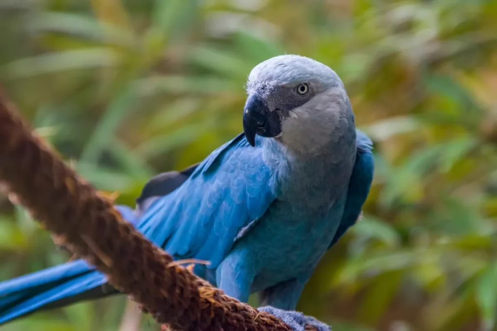 guacamayo de Spix