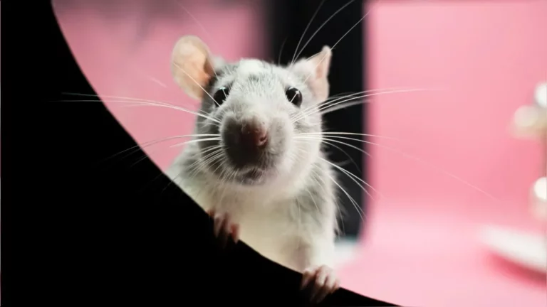 las ratas