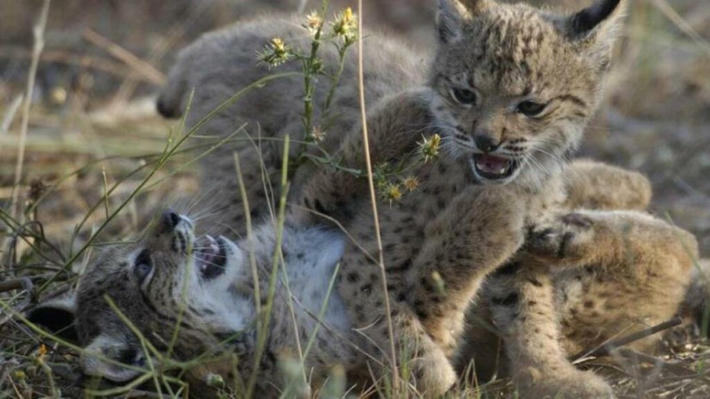 lince ibérico