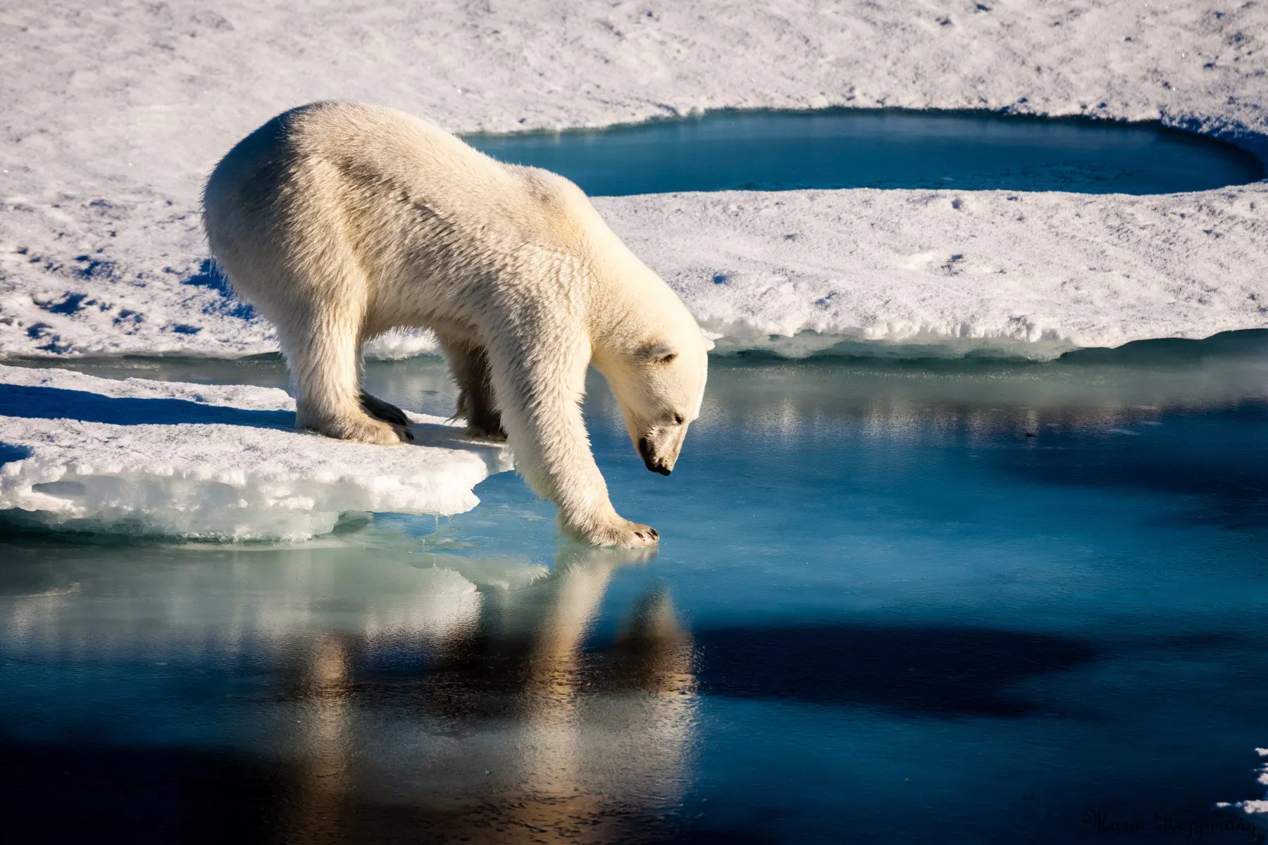 The plight of Arctic polar bears.