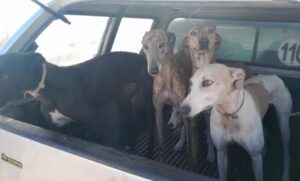 La policía procedió al secuestro de galgos