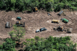 Destrucción del bosque nativo en Argentina