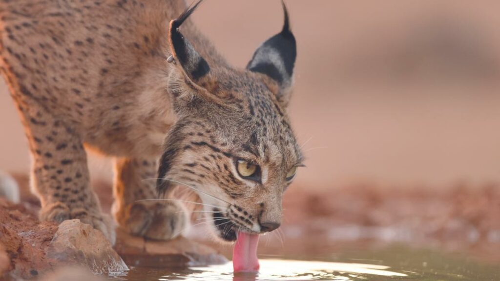 Lince Ibérico