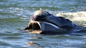 Alimentación de las ballenas en Península Valdés