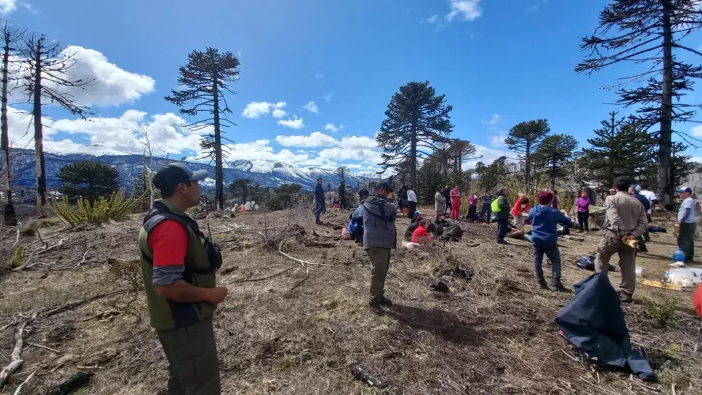 conservación de bosques