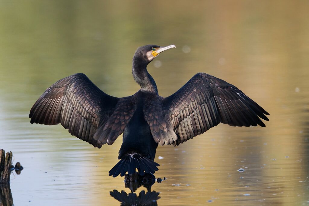 cormorán grande