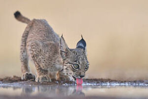 lince iberico