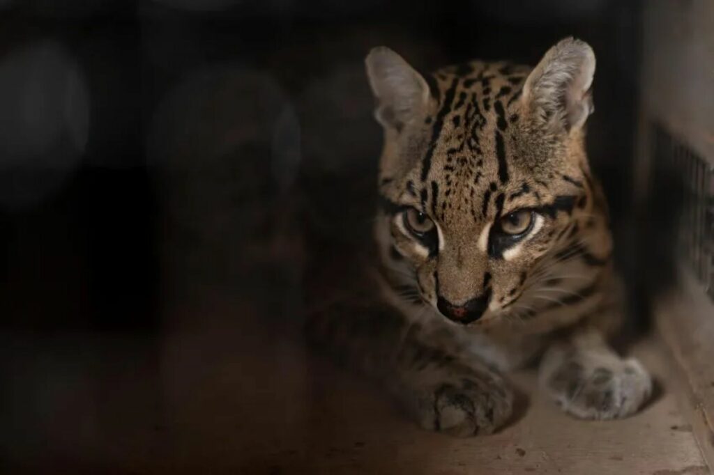 ocelote