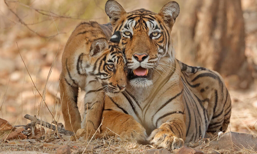 Población de tigres