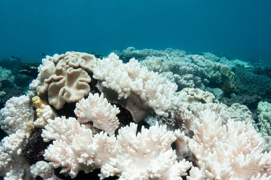 Gran Barrera de Coral