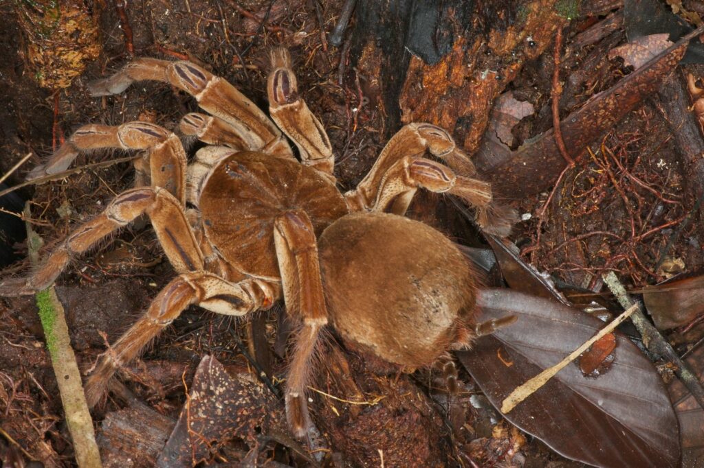 araña más grande