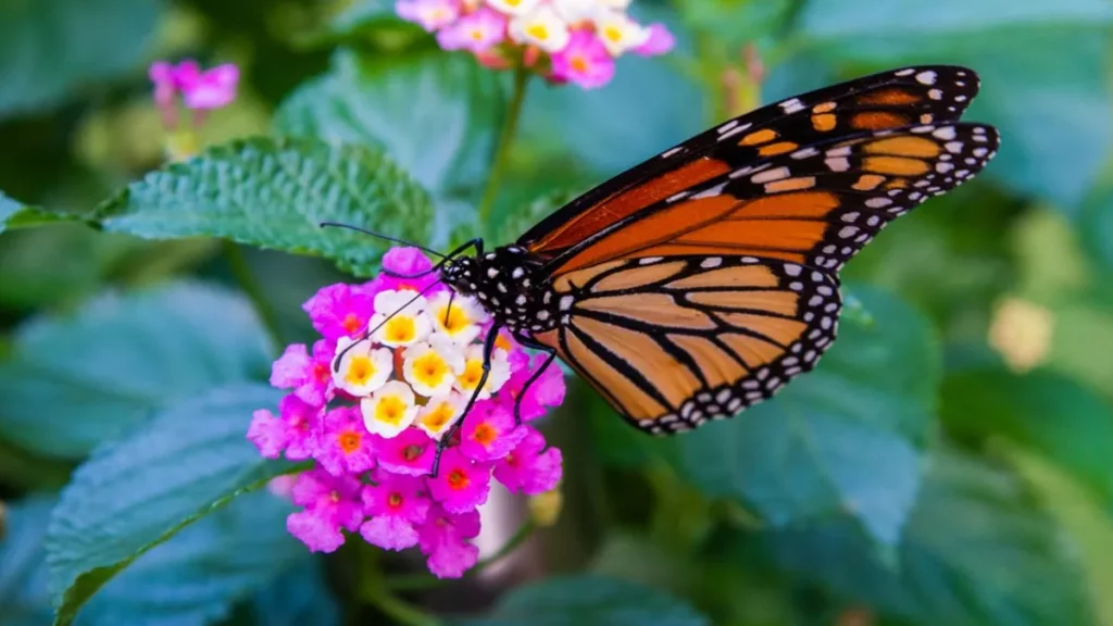 atraer mariposas