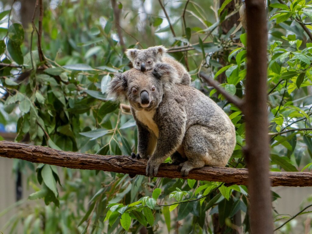 conservación