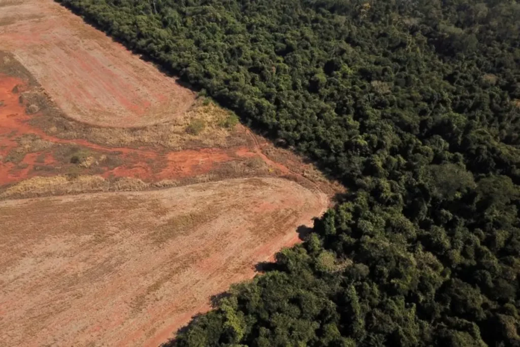 deforestación ilegal