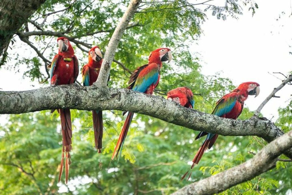 guacamayos rojos