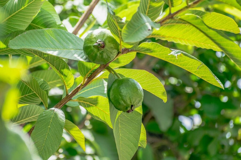 guayaba