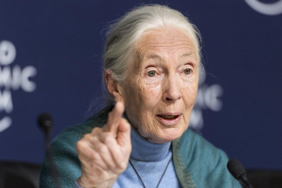 Jane Goodall