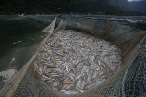 salmones hacinados en las jaulas