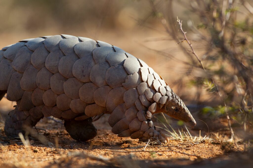 mamífero gigante