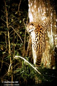 Las habilidades del margay para trepar árboles