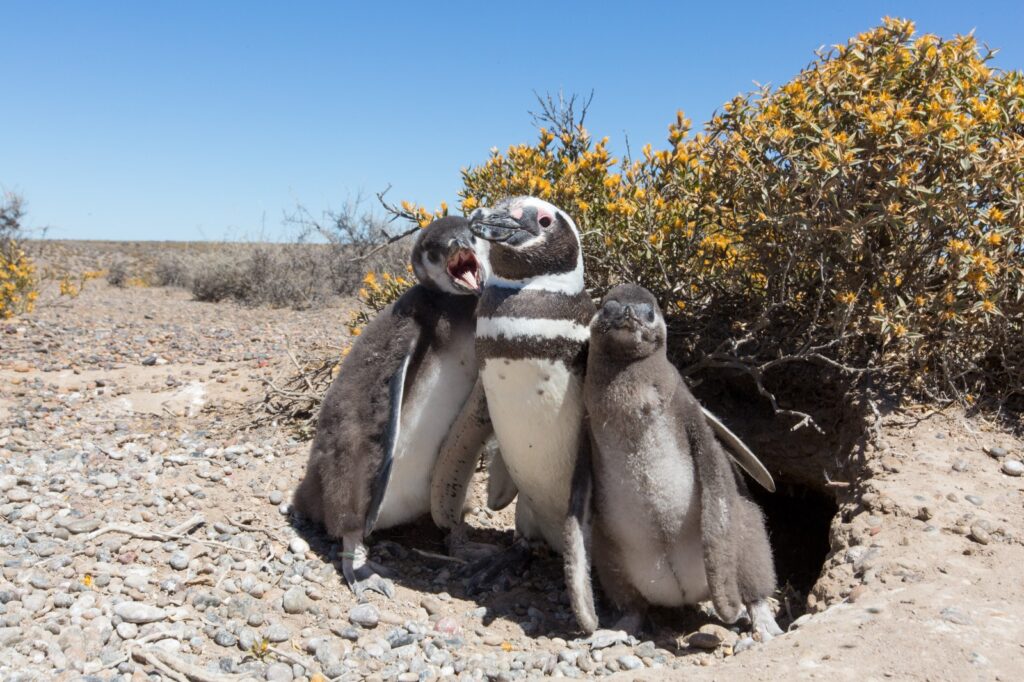 pingüinos de Magallanes