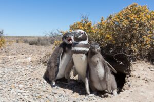 pingüinos de Magallanes