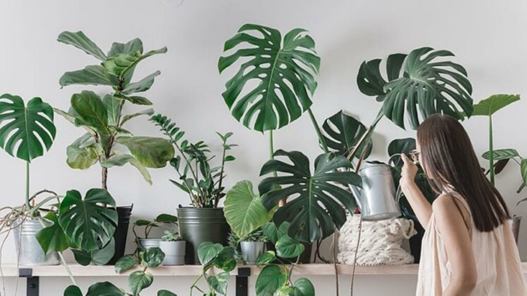 plantas con poca luz