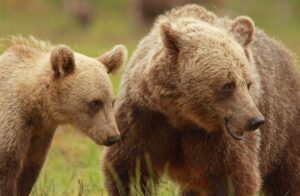 Los osos son una especie protegida en Europa 