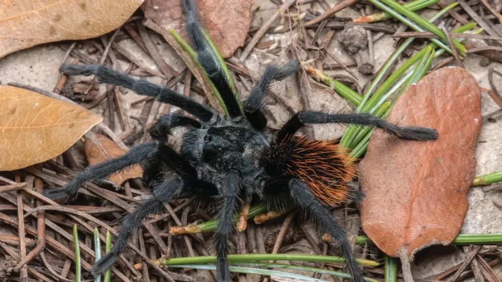 tarántula