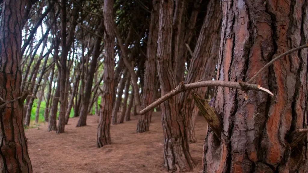 Bosque energético