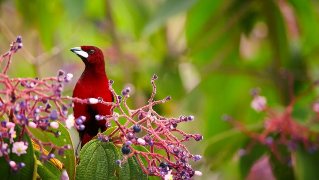 COP16 de Biodiversidad