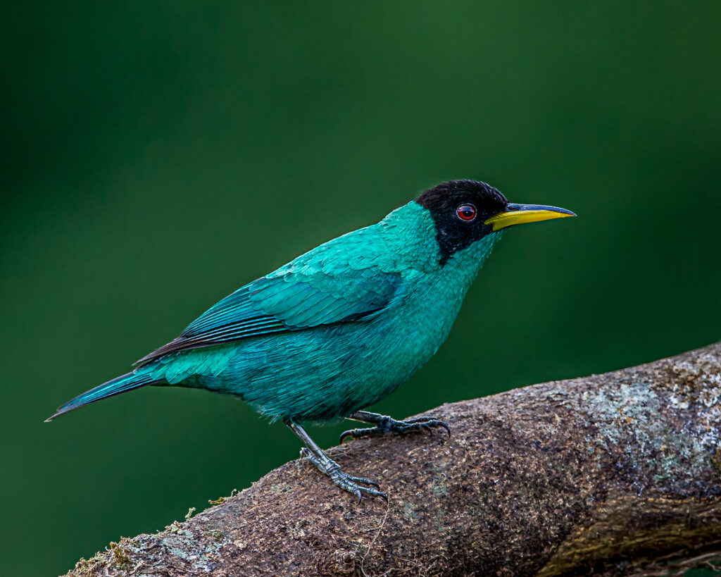 ave macho de mielero verde